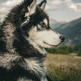 Wild Husky wallpaper