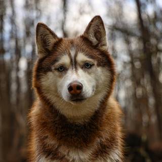 Wild Husky wallpaper