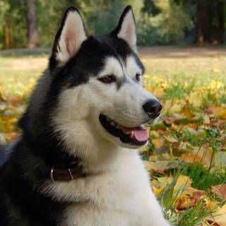 Wild Husky wallpaper