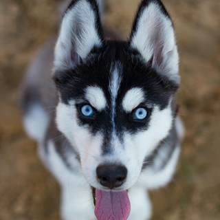 Wild Husky wallpaper
