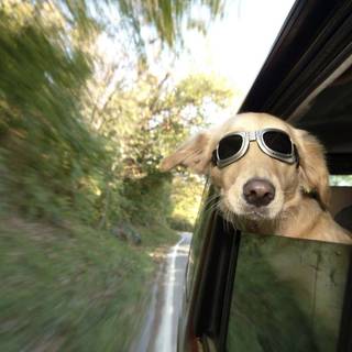 Baddie dogs wallpaper