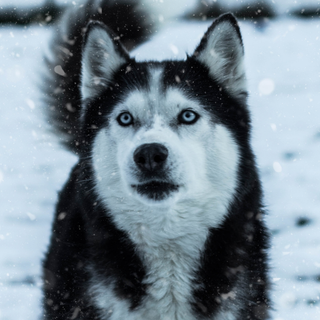 Wild Husky wallpaper