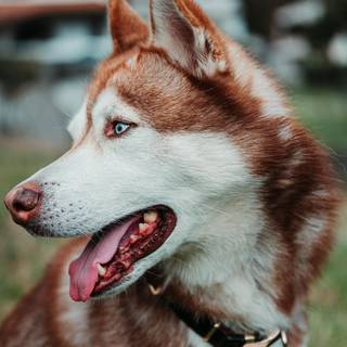 Wild Husky wallpaper