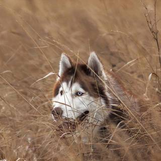 Wild Husky wallpaper