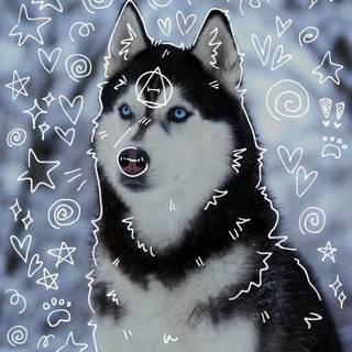 Wild Husky wallpaper