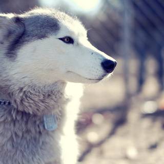 Wild Husky wallpaper