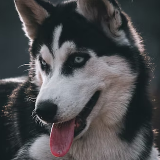 Wild Husky wallpaper