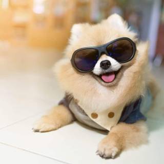 Baddie dog wallpaper