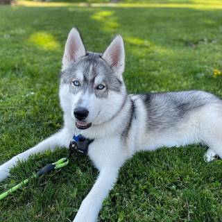 Wild Husky wallpaper