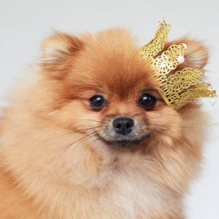 Baddie dog wallpaper