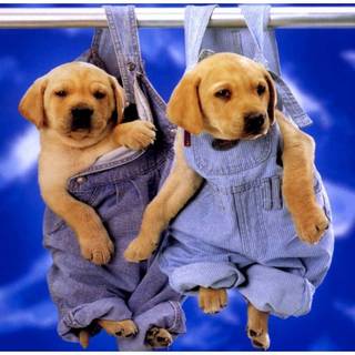 Baddie dog wallpaper