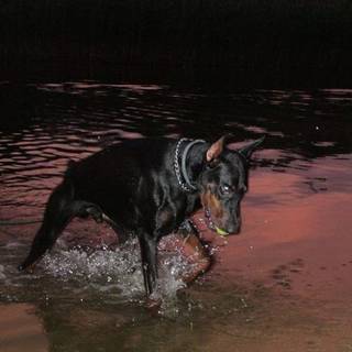 Baddie dog wallpaper