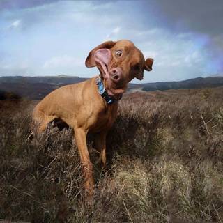 Baddie dog wallpaper