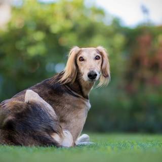 Baddie dog wallpaper