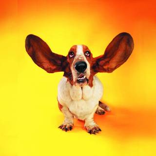 Baddie dogs wallpaper