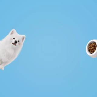 Honor Magic 8 Pro wallpaper