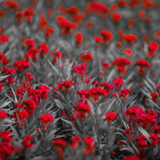 Selective color wallpaper