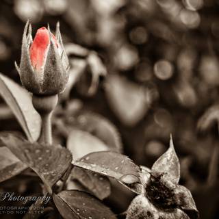 Selective color wallpaper