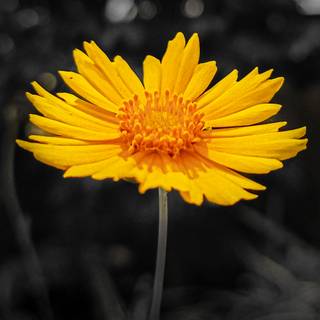 Selective color wallpaper