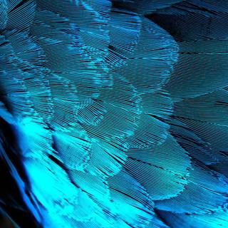 Peacock blue wallpaper