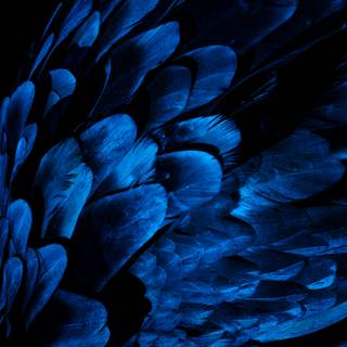 Peacock blue wallpaper