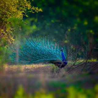 Peacock blue wallpaper