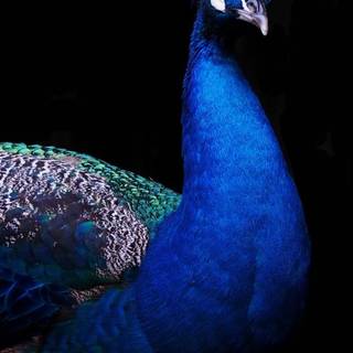 Peacock blue wallpaper