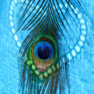 Peacock blue wallpaper