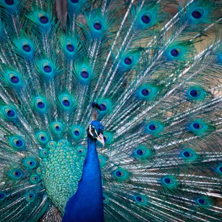 Peacock blue wallpaper