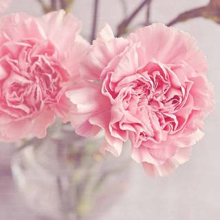 Light pink PC wallpaper