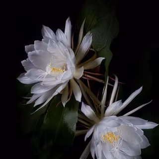 Night queen wallpaper