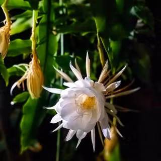 Night queen wallpaper