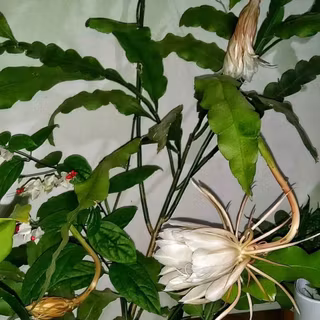 Night queen wallpaper