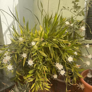 Night queen wallpaper