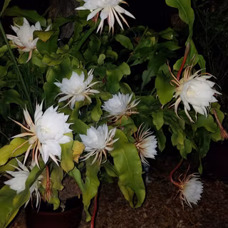 Night queen wallpaper