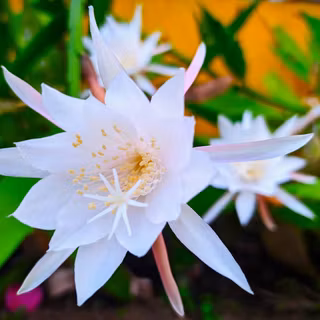 Night queen wallpaper