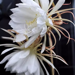 Night queen wallpaper