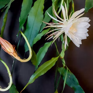 Night queen wallpaper