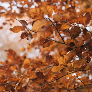 Brown aesthetic autumn wallpaper