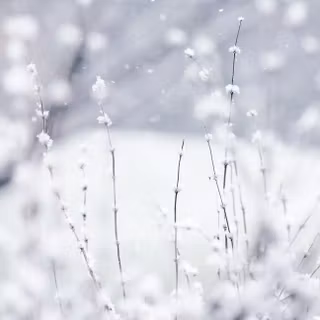Elegant winter wallpaper