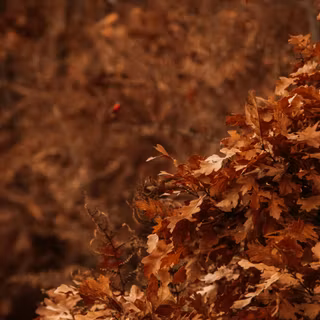 Dark rustic autumn wallpaper