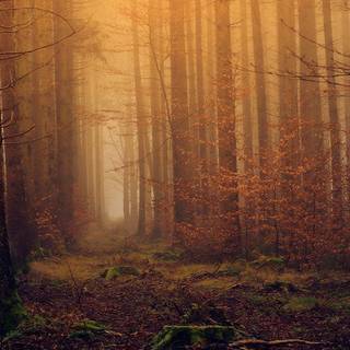 Dark rustic autumn wallpaper