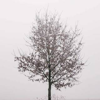 Winter minimalist black and white wallpaper