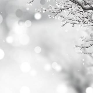 Elegant winter wallpaper
