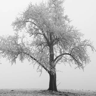 Winter minimalist black and white wallpaper
