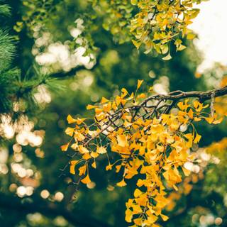 Ginkgo Biloba wallpaper