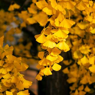 Ginkgo Biloba wallpaper