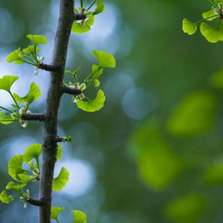 Ginkgo Biloba wallpaper