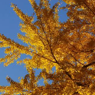 Ginkgo Biloba wallpaper