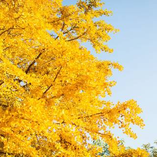 Ginkgo Biloba wallpaper